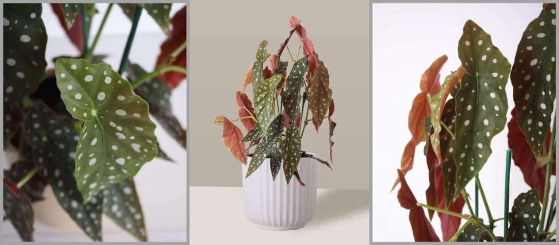 A planta Begônia Maculata como cuidar. Como cuidar da planta de bolinhas?