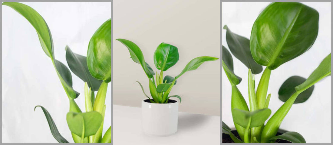 Planta Pacová como cuidar? Cuidados da Philodendron Martianum ou babosa de pau