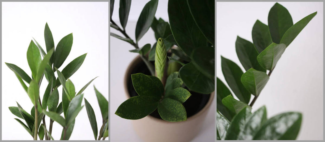 Como cuidar de uma Zamioculcas zamiifolia
