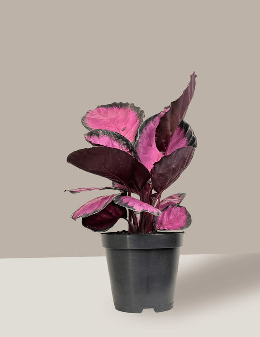 Calathea Roseopicta