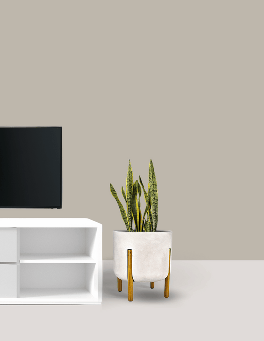 Espada de Santa Bárbara Grande