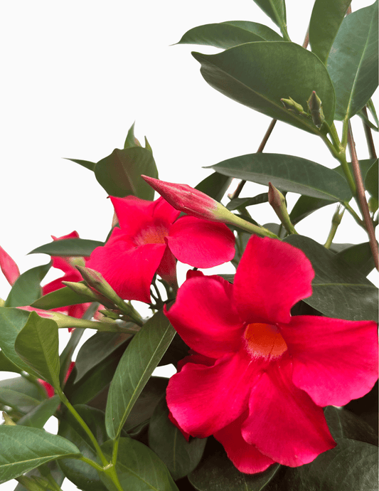 Dipladenia - Mandevilla Sanderi