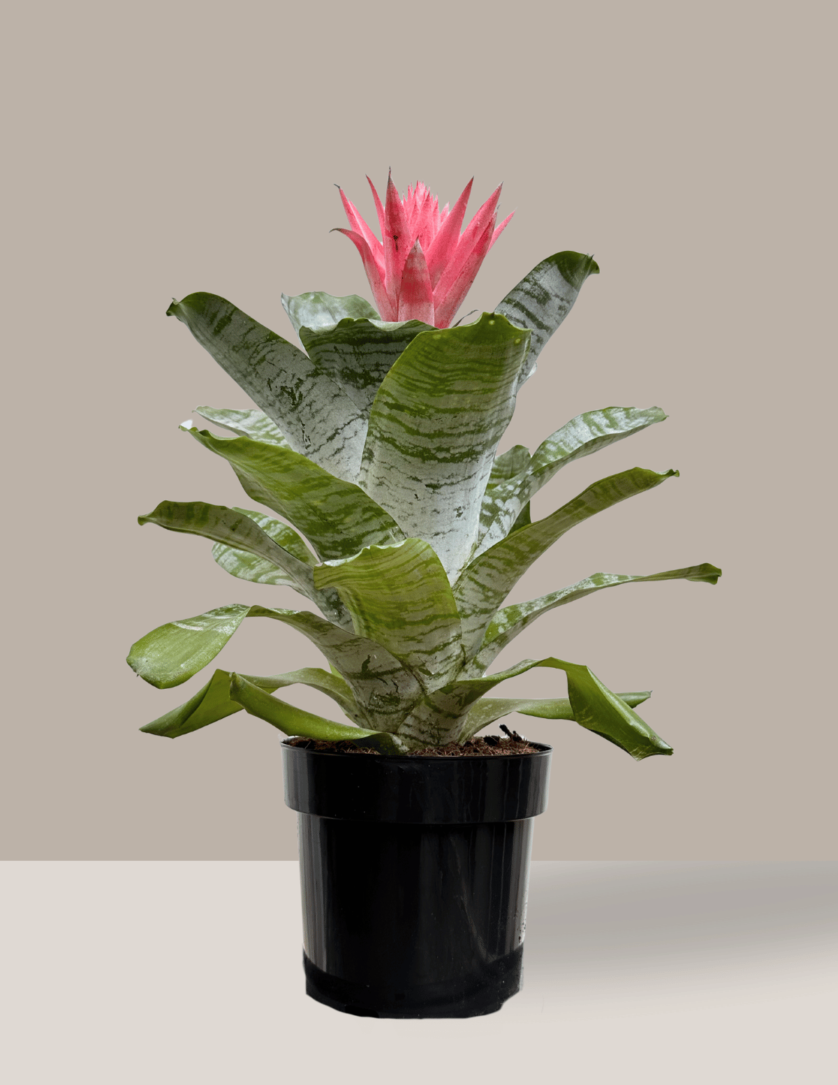 Bromélia Aechmea Fasciata – Nordic Green