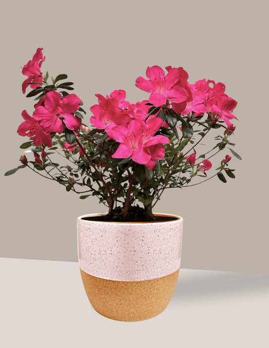 Azaleia - Rhododendron Simsii