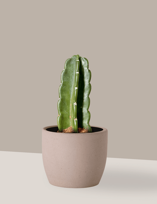 Cacto Mandacaru sem Espinhos