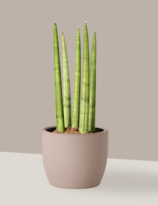 Lança-De-São-Jorge