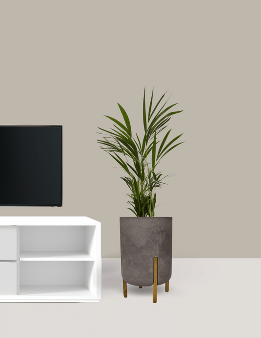 Palmeira Areca Bambu Grande