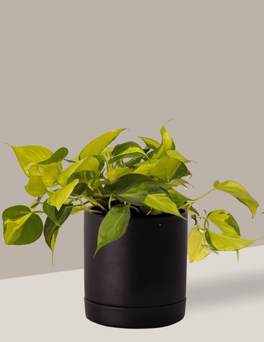 Filodendro Brasil - Philodendron hederaceum