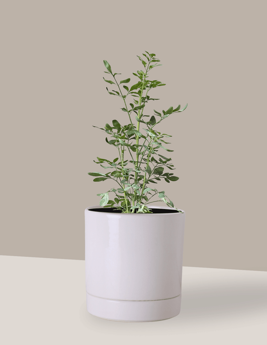 Arruda - Ruta graveolens