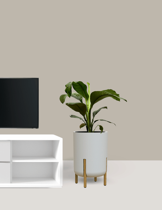 Lirio-da-Paz Grande - Spathiphyllum sensation