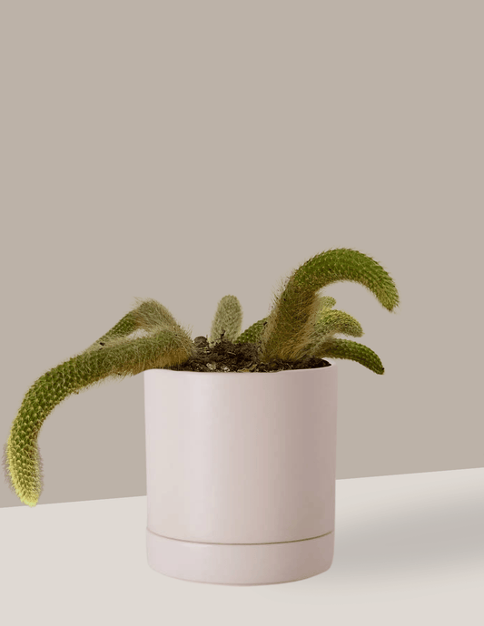 Cacto Rabo-de-Macaco