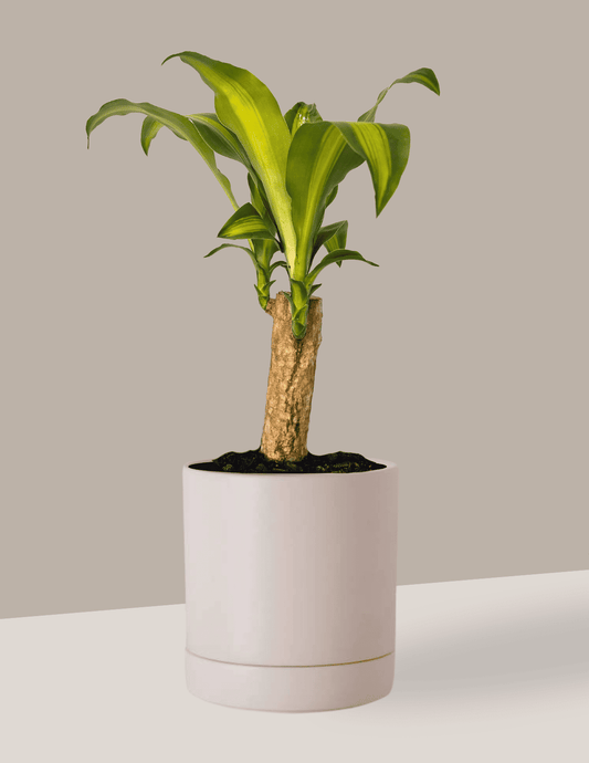 Dracena Pau d'água - Dracena Fragrans