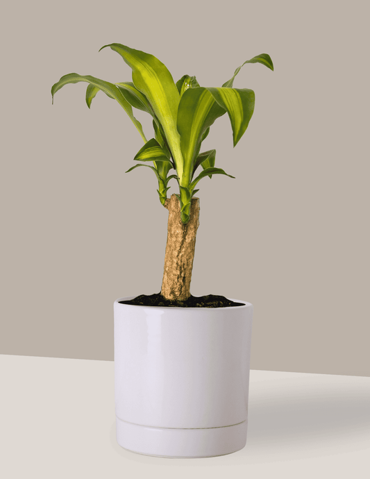 Dracena Pau d'água - Dracena Fragrans