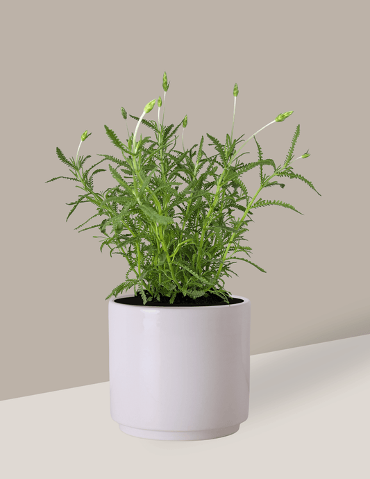 Lavanda