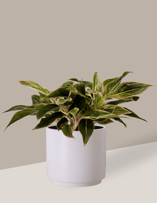 Aglaonema Pink Aurora