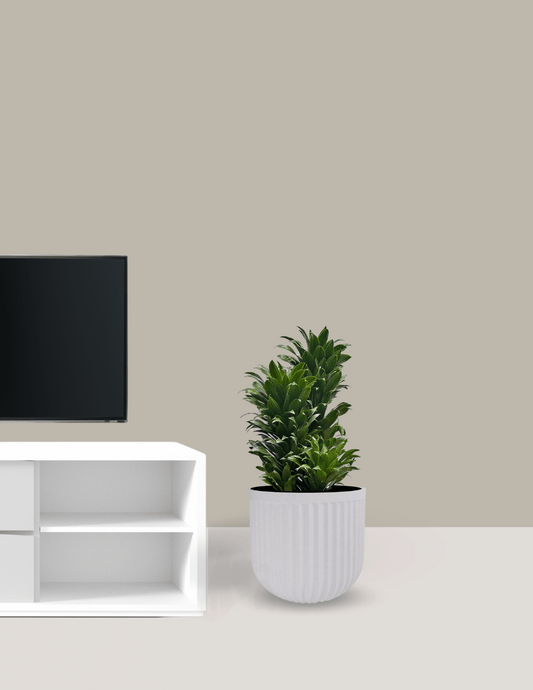 Dracena Compacta Grande