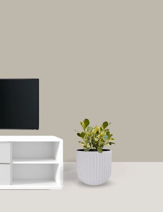 Clusia Variegata Grande