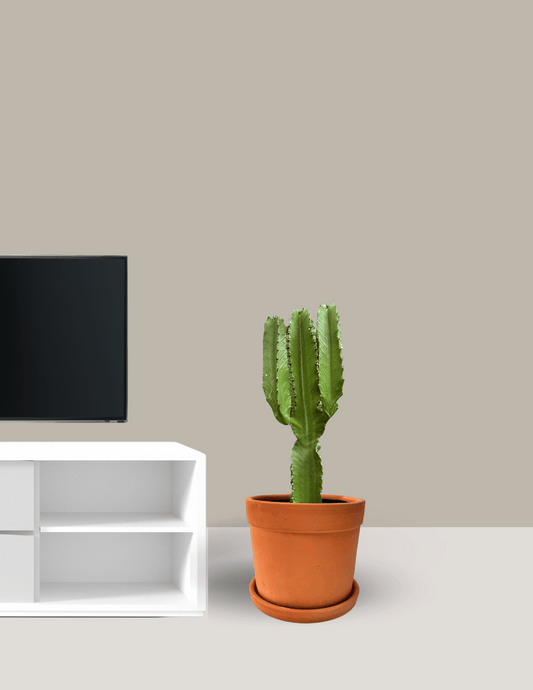 Cactus Mandacaru Grande