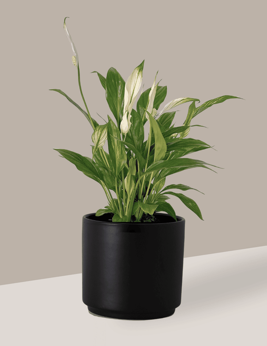 Lírio-Da-Paz - Spathiphyllum