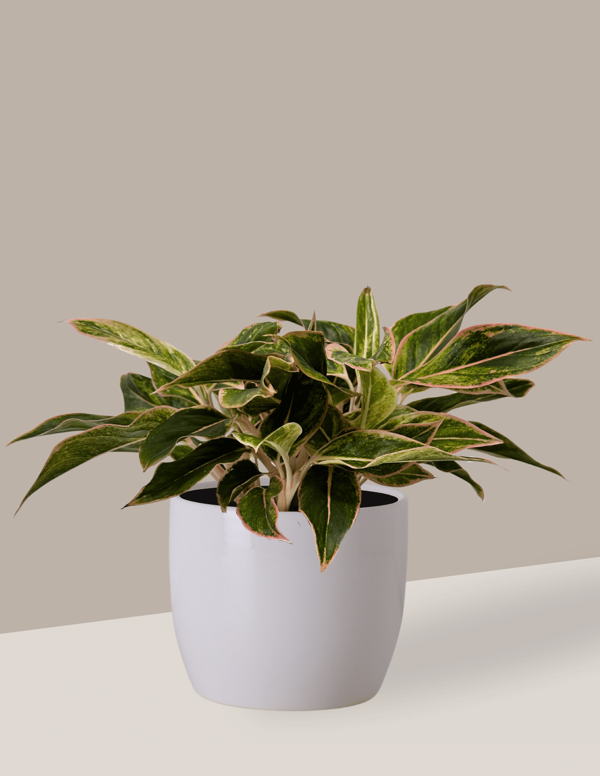 Aglaonema Pink Aurora: cor e vida no ambiente - Nordic Green