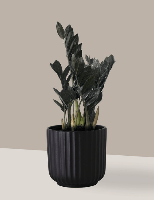 Zamioculca Black