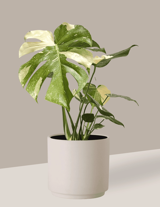 Costela de Adão Variegata - Monstera Thai Constellation