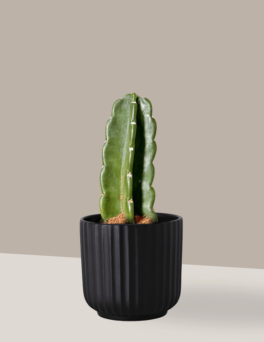 Cacto Mandacaru sem Espinhos