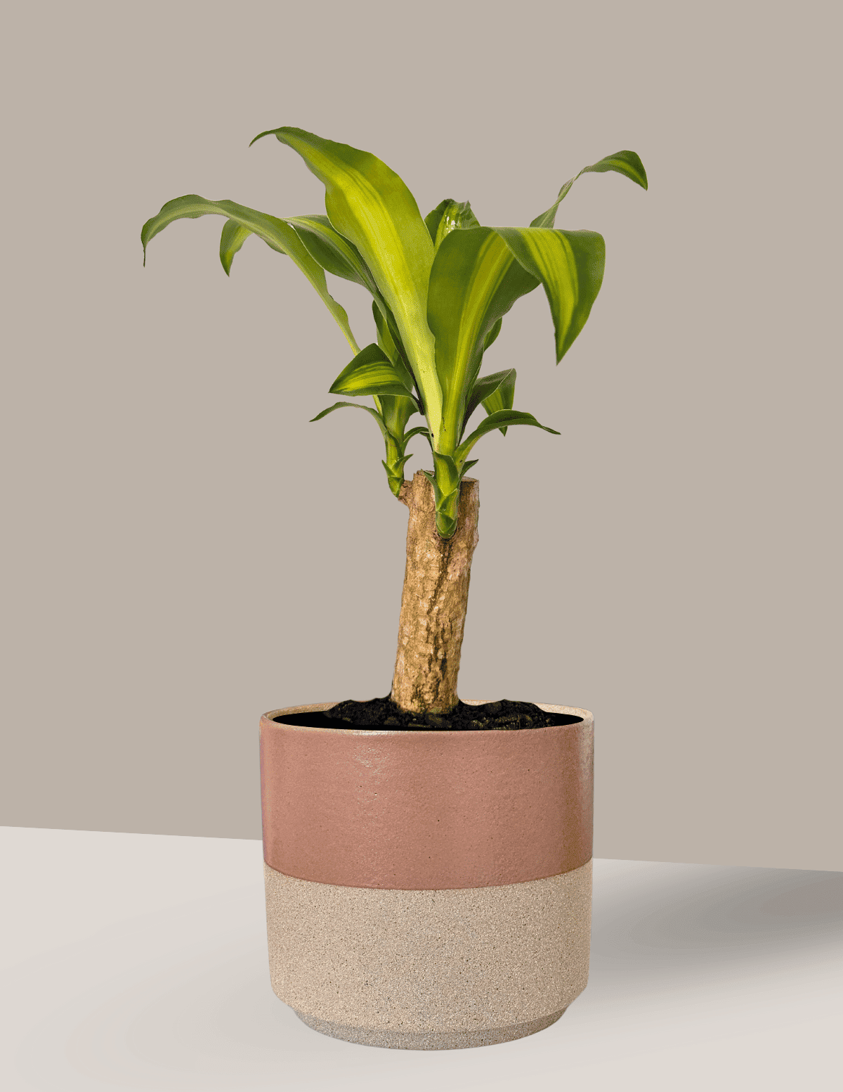 dracaena fragrans tóxico para cachorro Dracena Pau d'Água: frescor e leveza no ambiente – Nordic Green