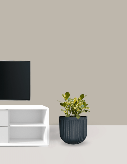 Clusia Variegata Grande