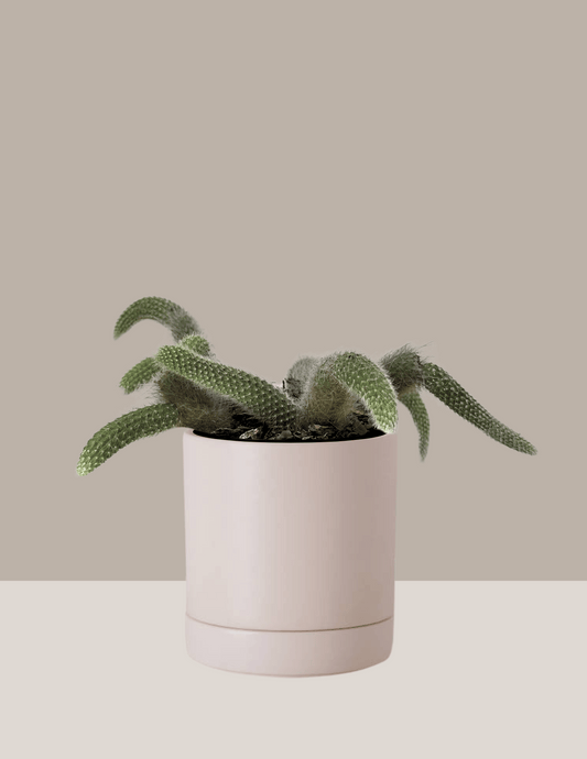 Cacto Rabo-de-Macaco