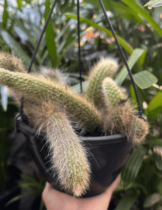 Cacto Rabo-de-Macaco