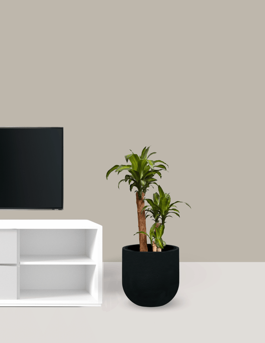 Dracena Pau d'água Grande