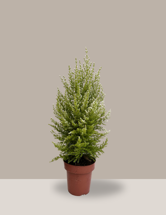 Tuia Holandesa Pintado - Árvore de Natal