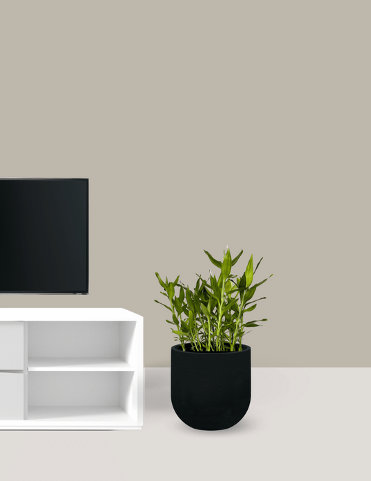 Bambu-da-sorte grande