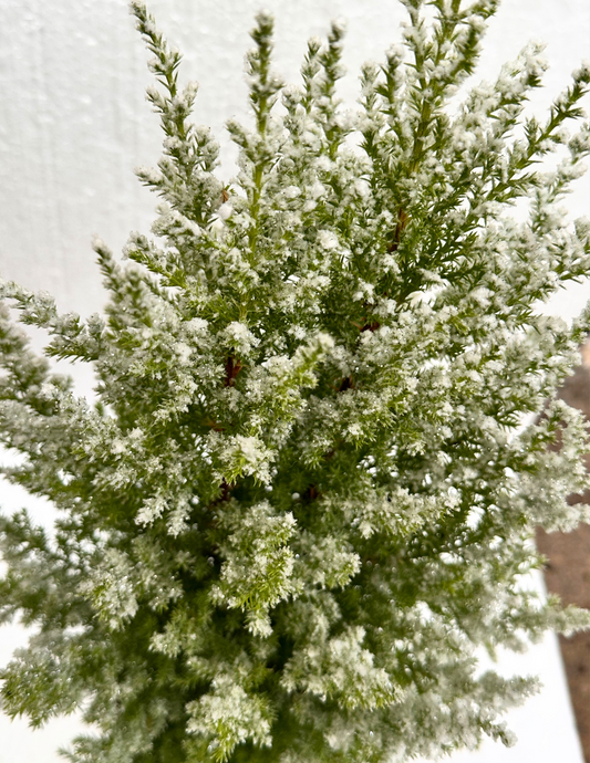 Tuia Holandesa Pintado - Árvore de Natal