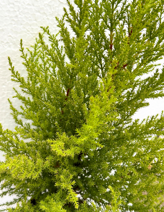 Tuia Holandesa - Pinheiro de Natal