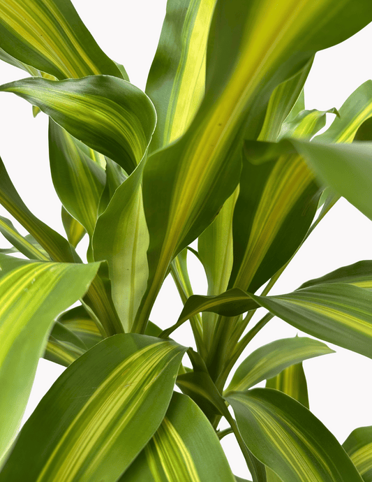 Dracena Pau d'água Grande