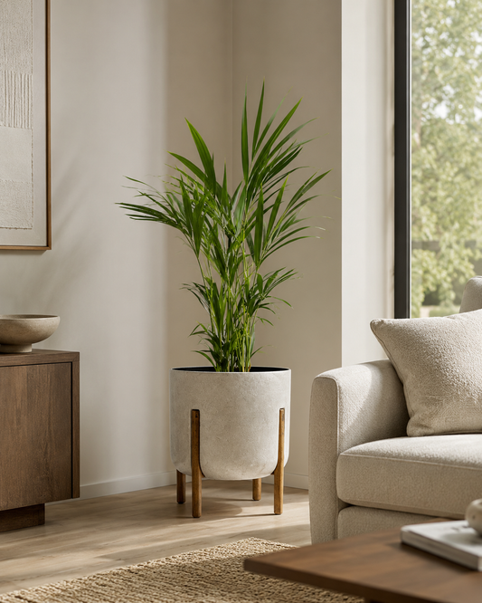 Palmeira Areca Bambu Grande