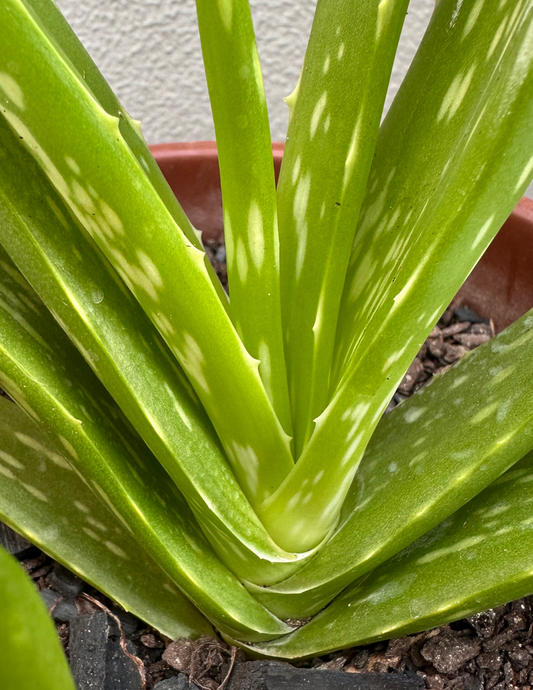 Aloe Babosa