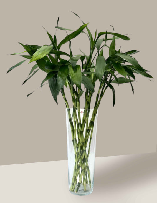 Bambu-da-sorte em Vaso de Vidro (hastes 90cm)