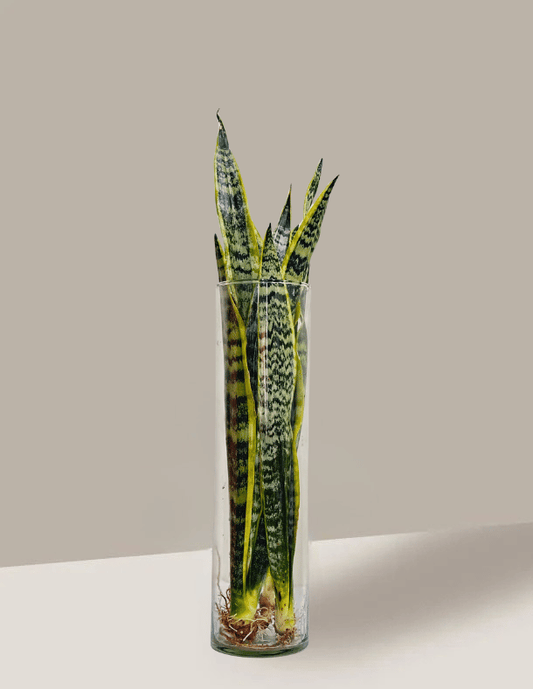 Espada de Santa Bárbara em Vaso de Vidro