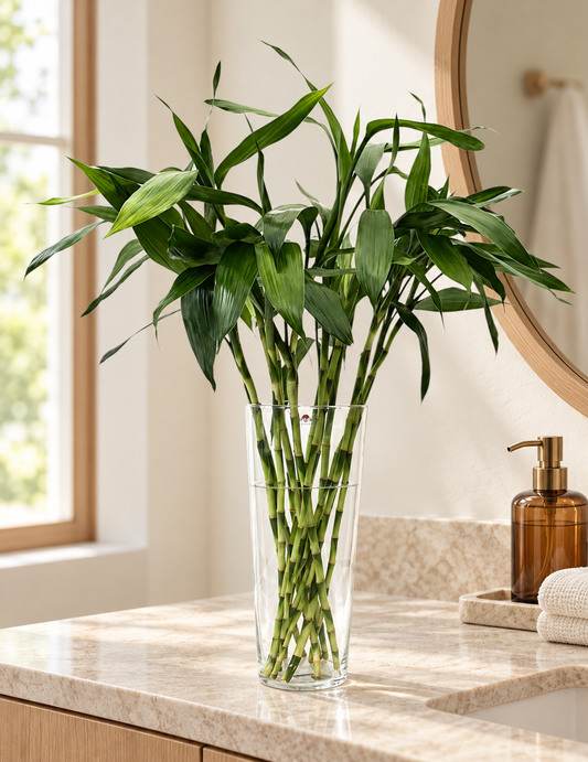Bambu-da-sorte Cultivado em Água — Hastes de 90 cm