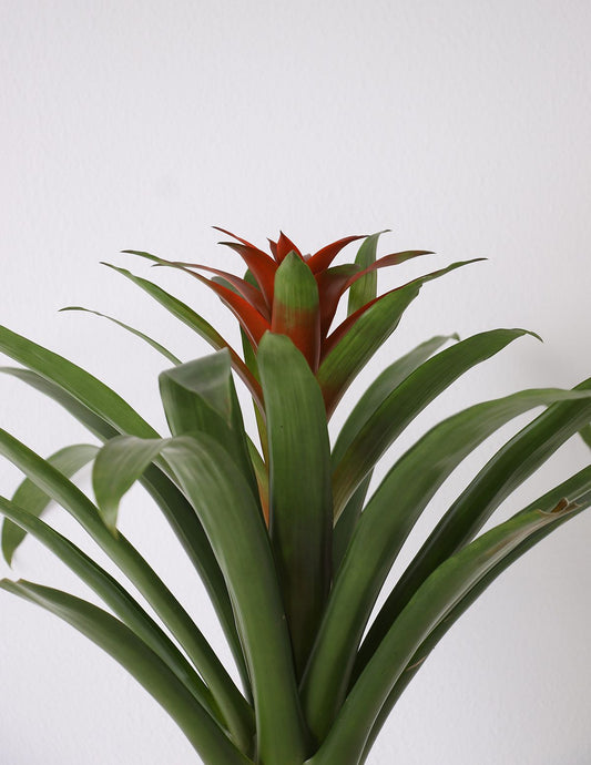 Bromelia Guzmania com Vaso Loki