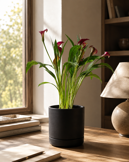 Calla - Copo de Leite