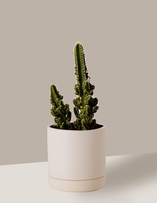 Cacto Castelo De Fada