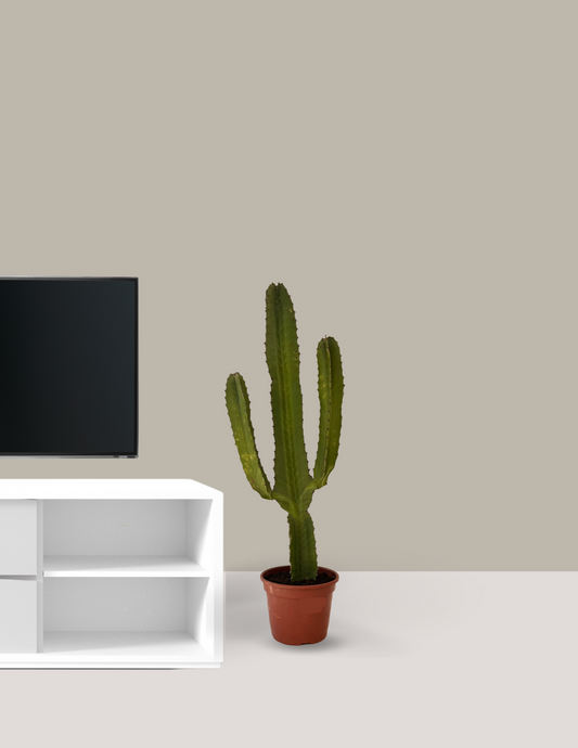 Cactus Mandacaru Grande