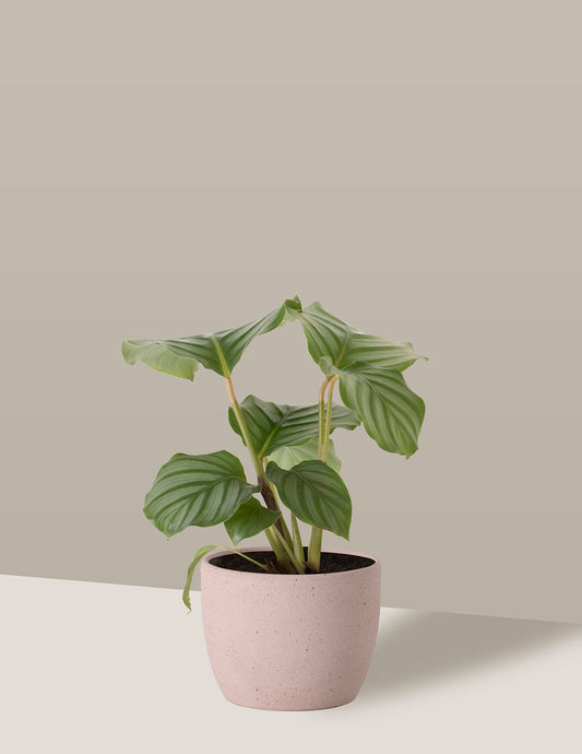 Calathea Orbifolia