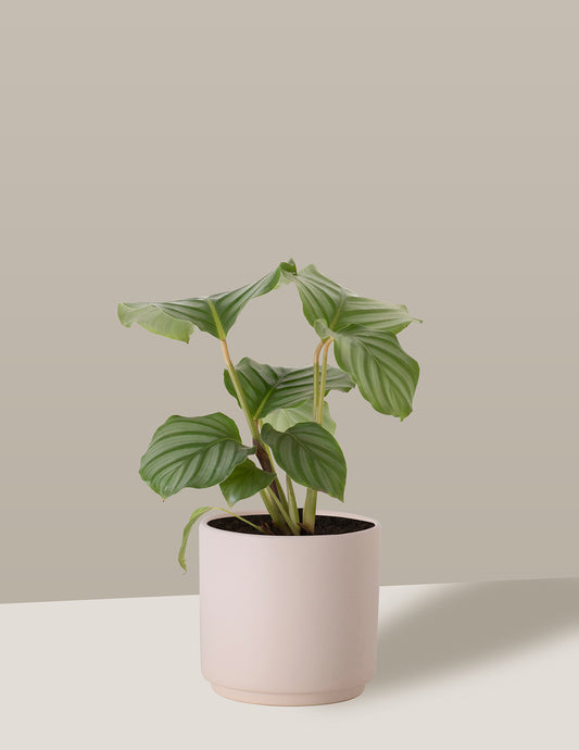 Calathea Orbifolia