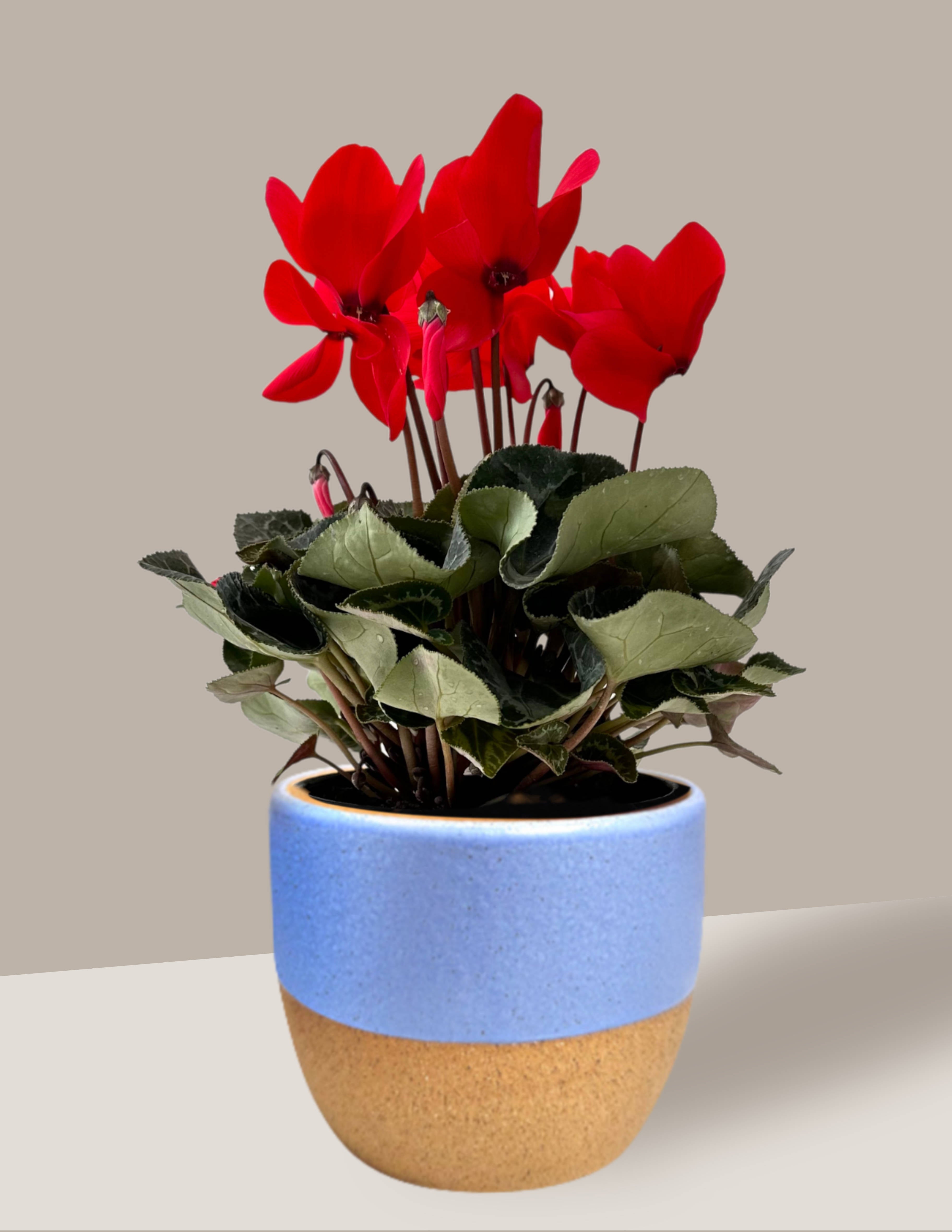 Ciclame Com Vaso (Cyclamen spp.) – Nordic Green