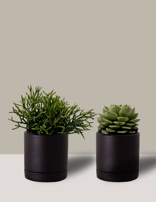 Conjunto de Suculentas: Rhipsalis e Bola de Neve Mexicana